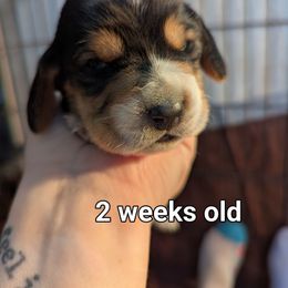 Hunt - Black brown and white male Basset Hound puppy in Cardington, Ohio from Buckeye Bassets 419