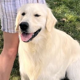 Rainier - Golden Retriever