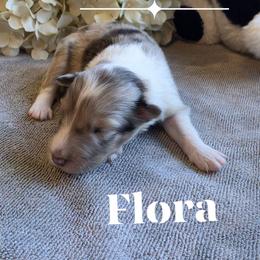 Flora - Sable merle and white female Shetland Sheepdog puppy in Gladbrook, Iowa from T Triple C Shelties