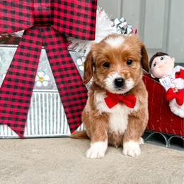 Mister Lincoln - Red  male Goldendoodle puppy in West Haven, Utah from Split Mountain Doodles