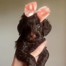 Cha Cha - Chocolate female Goldendoodle puppy in Decatur, Texas from Scherrer Sweet Goldendoodles