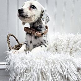 Peach - White and black female Dalmatian puppy in Gray, Georgia from Fuller Spots