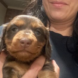 Girl 1 - Chocolate and tan Dachshund puppy in Duke, Oklahoma from Johnson Prairie Pups