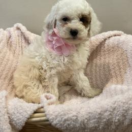 Nina - Parti female Goldendoodle puppy in Sauk Village, Illinois from Regal Canine Creations
