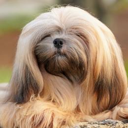 Layla - Lhasa Apso