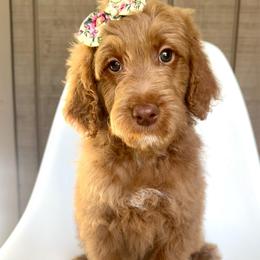 Martini - Apricot female Goldendoodle puppy in Mount Pleasant, Tennessee from Doodle My Heart