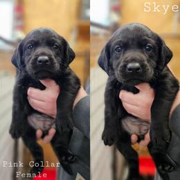 Skye - Pink Collar - Black female Labrador Retriever puppy in Boyd, Minnesota from Lindley Labradors