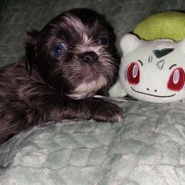 Male puppy 1 - Blue male Shih Tzu puppy in Arcadia, Florida from Kitsune Cuddles and kisses
