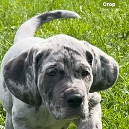 Great Dane Puppies from BkB’s House of Danes