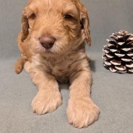 Duke - Apricot male Goldendoodle puppy in Rochester, New York from Willowgreen Goldendoodles