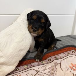 Winston Mini - Phantom male Bernedoodle puppy in Wamego, Kansas from Doodles of Oz