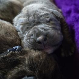 Cane Corso Puppies from Willow Creek Cane Corsos