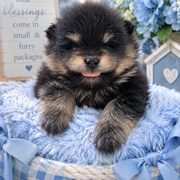 Blk n tan - Black and tan male Pomeranian puppy in Fayetteville, North Carolina from Tar-heel Poms