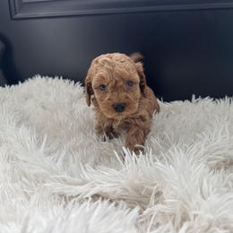 Dakota - Apricot male Goldendoodle puppy in Graham, North Carolina from Geise Meadow Doodles