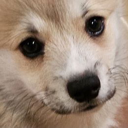 Pembroke Welsh Corgi Puppies from Kari's Pembroke Welsh Corgis