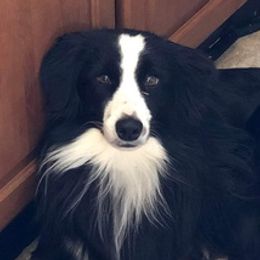 Miniature Australian Shepherds from Little Wabash C M Pretty Aussies