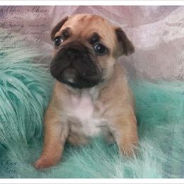 French Bulldog and Newfoundland Puppies from Haywire Frenchies & Newfoundland’s