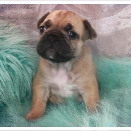 French Bulldog and Newfoundland Puppies from Haywire Frenchies & Newfoundland’s
