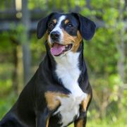 Echo - Entlebucher Mountain Dog