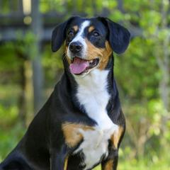 Echo - Entlebucher Mountain Dog