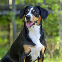 Echo - Entlebucher Mountain Dog