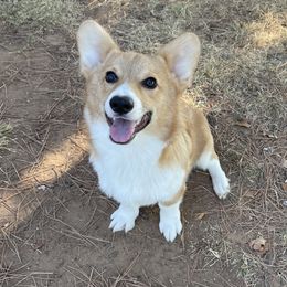 Koya - Pembroke Welsh Corgi puppy in Oklahoma from Southern Cottage Pups