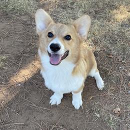 Koya - Pembroke Welsh Corgi puppy in Oklahoma from Southern Cottage Pups