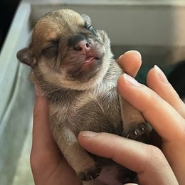 American Pit Bull Terrier, French Bulldog, Miniature Schnauzer, and Olde English Bulldogge Puppies from MAMA PAWS LLC