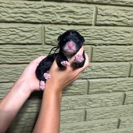 Onyx - Black and white male Bernedoodle puppy in Carmichaels, Pennsylvania from JensenBelle Doodles