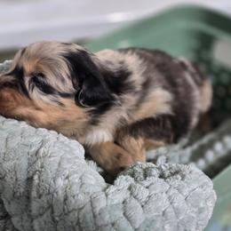 Omelet (Blue Merle) - Blue merle male Australian Shepherd puppy in Rainsville, Alabama from Chaparro Farm Aussies
