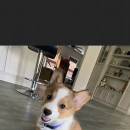 Pembroke Welsh Corgi Puppies from Coyote Creek Corgis