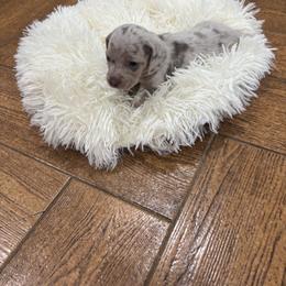 Dachshund Puppies from Finleys Babies