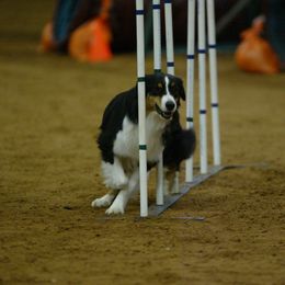 Australian Shepherd All Grown Up from Madalay Aussies