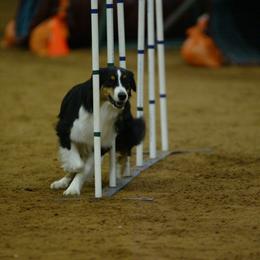 Australian Shepherd All Grown Up from Madalay Aussies