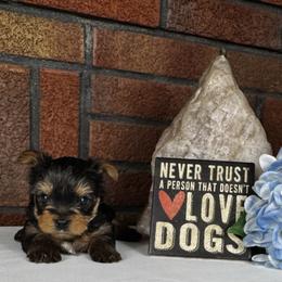 Zelda - Black and tan female Yorkshire Terrier puppy in Essexville, Michigan from John's Yorkshire Terriers