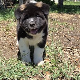 Akita Puppies from Folklore Akitas