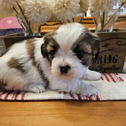 Girl 1 - Sable and white female Shih Tzu puppy in Memphis, New York from Cross Lake King Cavs