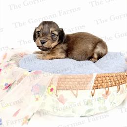 Bean Jr (BJ) - Cream male Dachshund puppy in Greenville, North Carolina from The Gorman Farms