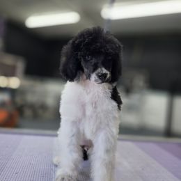 Feta - Parti female Poodle puppy in Parker, Colorado from Pawsh K9’s
