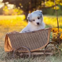Dina - Blue merle female Australian Shepherd puppy in Wauneta, Nebraska from 4H Aussies