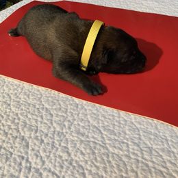 Belgian Malinois Puppies from Akadamie Belgian Malinois'