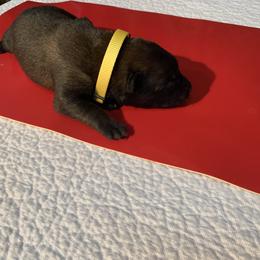 Belgian Malinois Puppies from Akadamie Belgian Malinois'