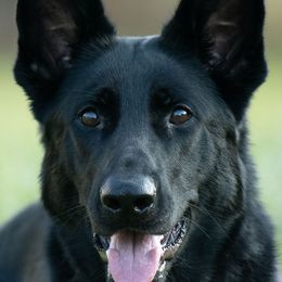 Yva - German Shepherd