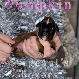 Pumpkin - Fawn female Boxer puppy in Madisonville, Texas from Sergeant's Boxers