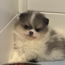 Rome - Blue merle male Pomeranian puppy in Newport Beach, California from Exotic City Pomeranians and chihuahuas