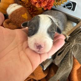 Sterling - Blue male Pembroke Welsh Corgi puppy in Paxton, Illinois from McGovern Family Corgis