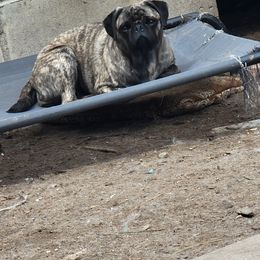 Seven - Pug
