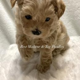 Companion Cross, Maltese, and Maltipoo All Grown Up from Best Maltese & Toy Poodles of Texas