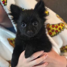 Lavendar - Black female Pomeranian puppy in Newport News, Virginia from Itty Bitty Poms