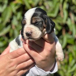 Female 3 - Black brown and white female Basset Hound puppy in Lindley, New York from Hill Top Basset Hounds & Cane Corso